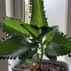 子宝草　ポット苗の画像