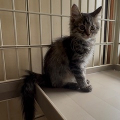 お転婆で甘えん坊な長毛のキジトラちゃん