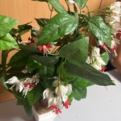 造花の画像