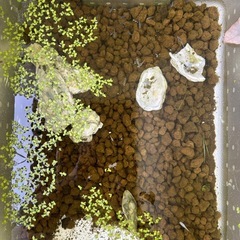 メダカ5匹の画像