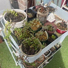 多肉植物のワゴンセット　金のなる木　セダム　リメイク鉢、陶器鉢付きの画像