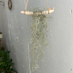 ウスネオイデス②🌿の画像