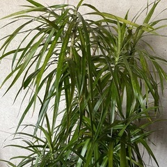 観葉植物　ドラセナ・コンシネ　高さ１７０センチの画像