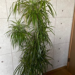観葉植物　ドラセナ・コンシネ　高さ１７０センチの画像