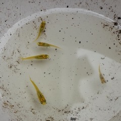 レモンスカッシュ　幼魚５匹の画像
