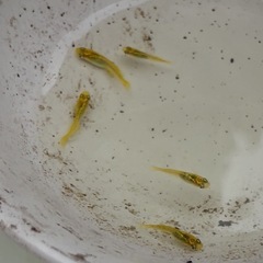 レモンスカッシュ　幼魚５匹の画像