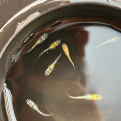 ラメ王　メダカ　の画像