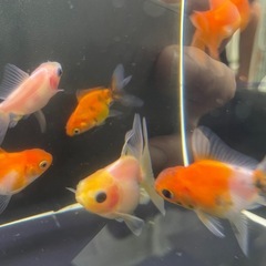 ②ローズテール10尾の画像