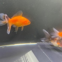 ②ローズテール10尾の画像