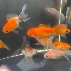 ②ローズテール10尾の画像