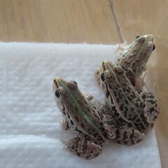 トノサマガエル　3匹セットの画像