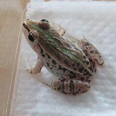 トノサマガエル　3匹セットの画像