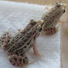 トノサマガエル　3匹セットの画像