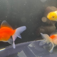 ③ローズテール5尾の画像