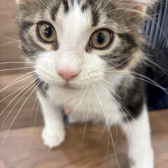 「ペットショップワンラブ」福岡福重店 トリマー募集中の画像