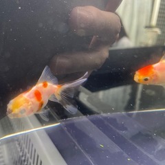 ④ローズテール5尾の画像