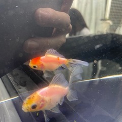 ④ローズテール5尾の画像