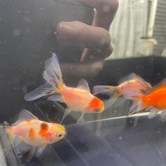 ④ローズテール5尾の画像