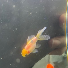 ④ローズテール5尾の画像