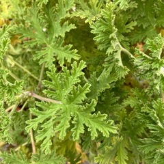 観葉植物　ゼラニウム　蚊取草　の画像