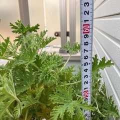 観葉植物　ゼラニウム　蚊取草　の画像