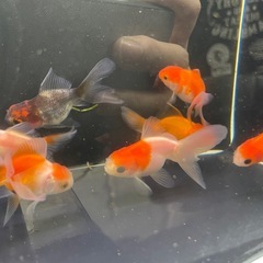 ⑤ローズテール10尾の画像