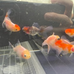 ⑤ローズテール10尾の画像