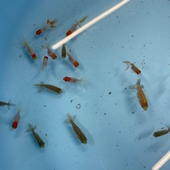 メダカ金魚展示即売会
