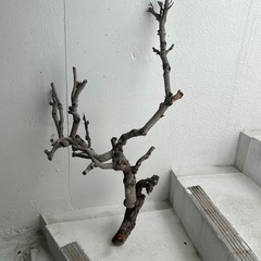 松の木切り枝🪵4つの画像