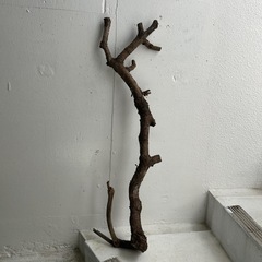 松の木切り枝🪵4つの画像