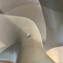 バンボの画像