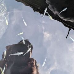 ミックスめだかの画像