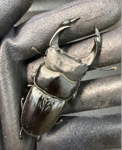 [国産オオクワガタNO:170]イベント用オオクワガタ5ペアー(70〜75ミリ)