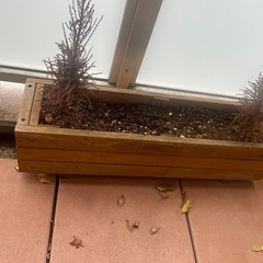 植物鉢の画像