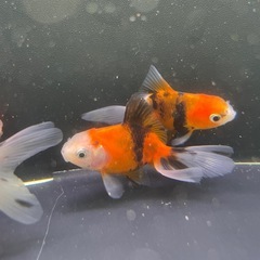 ②東錦5尾の画像