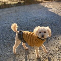 トイプードル　８歳　メス