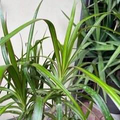 観葉植物　高さ９５センチ　
ドラセナ・コンシネの画像