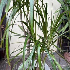 観葉植物　高さ９５センチ　
ドラセナ・コンシネの画像