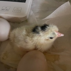 チャボのヒナ販売しています！
