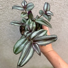 観葉植物 トラディスカンティア プラチナエレガンスの画像