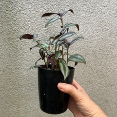 観葉植物 トラディスカンティア プラチナエレガンスの画像