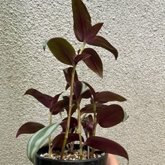 観葉植物 トラディスカンティア プラチナエレガンスの画像