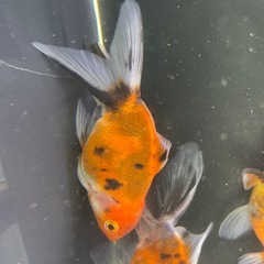 ⑤東錦3尾の画像