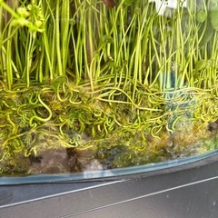 ウォーターコイン水槽付き　最終値下げの画像