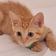 甘えん坊で遊ぶの大好き茶トラ君