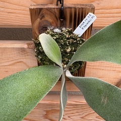 観葉植物　ビガクシダ　ベイチーの画像