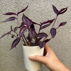 観葉植物 トラディスカンティア パープルエレガンスの画像