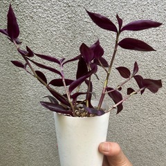 観葉植物 トラディスカンティア パープルエレガンスの画像