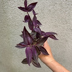 観葉植物 トラディスカンティア パープルエレガンスの画像