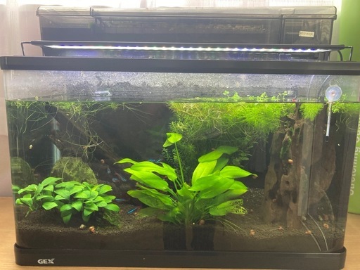 値下げ　GEX 水槽　60センチ水槽